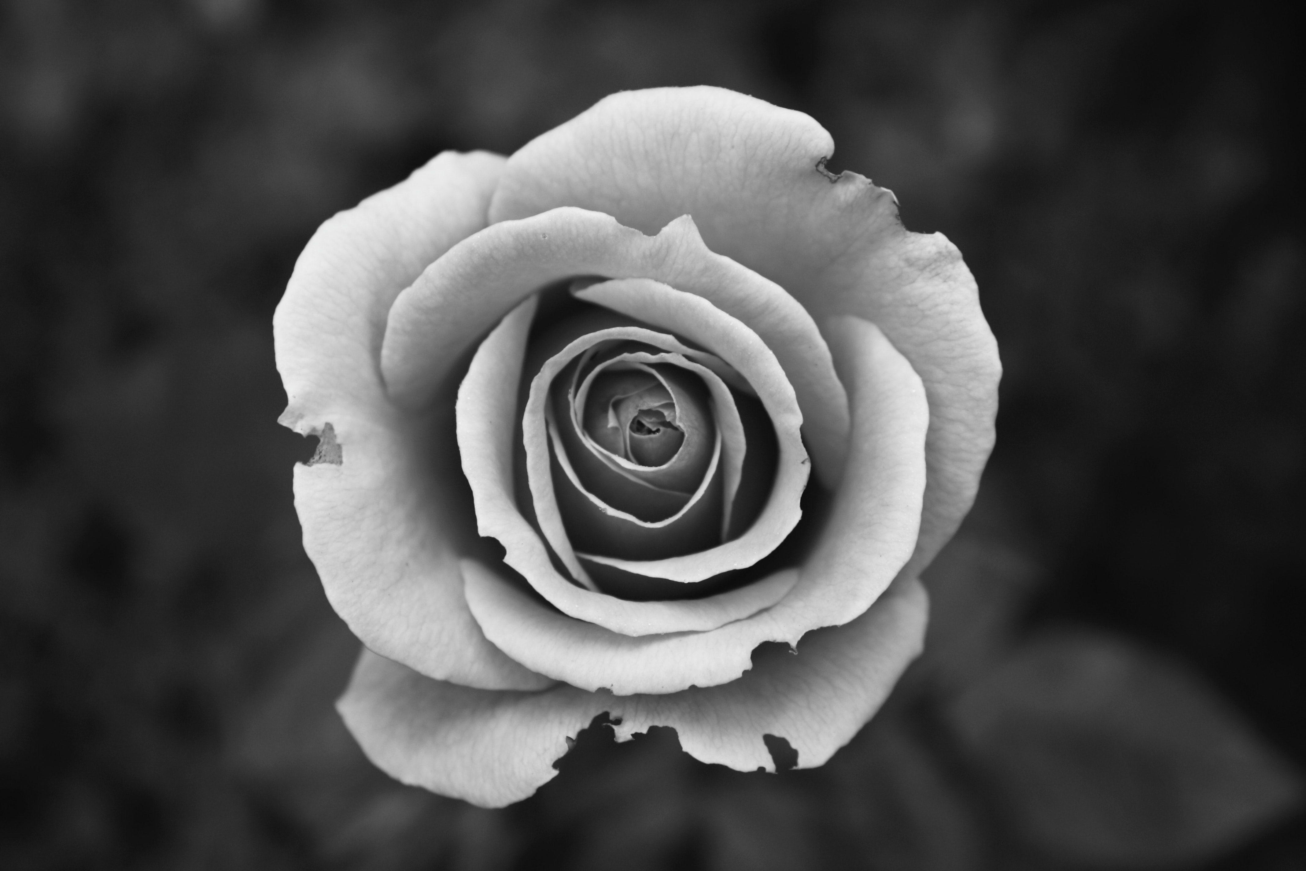 Great White Rose Photo