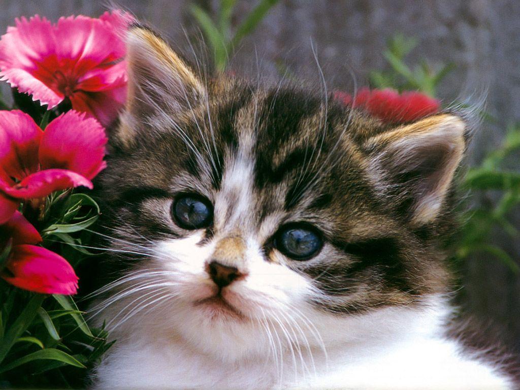 cute kittens & cats photo Cute Cat And Kitten Picture Cats