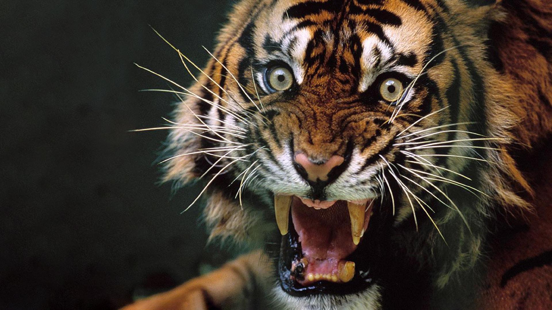 Angry Tiger Wallpapers - Wallpaper Cave