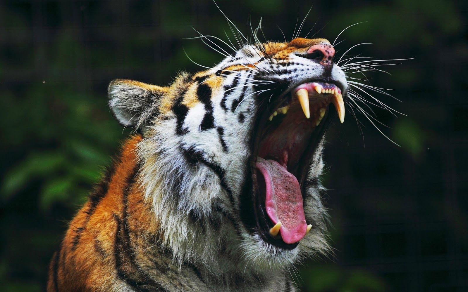 Angry tiger wallpaper