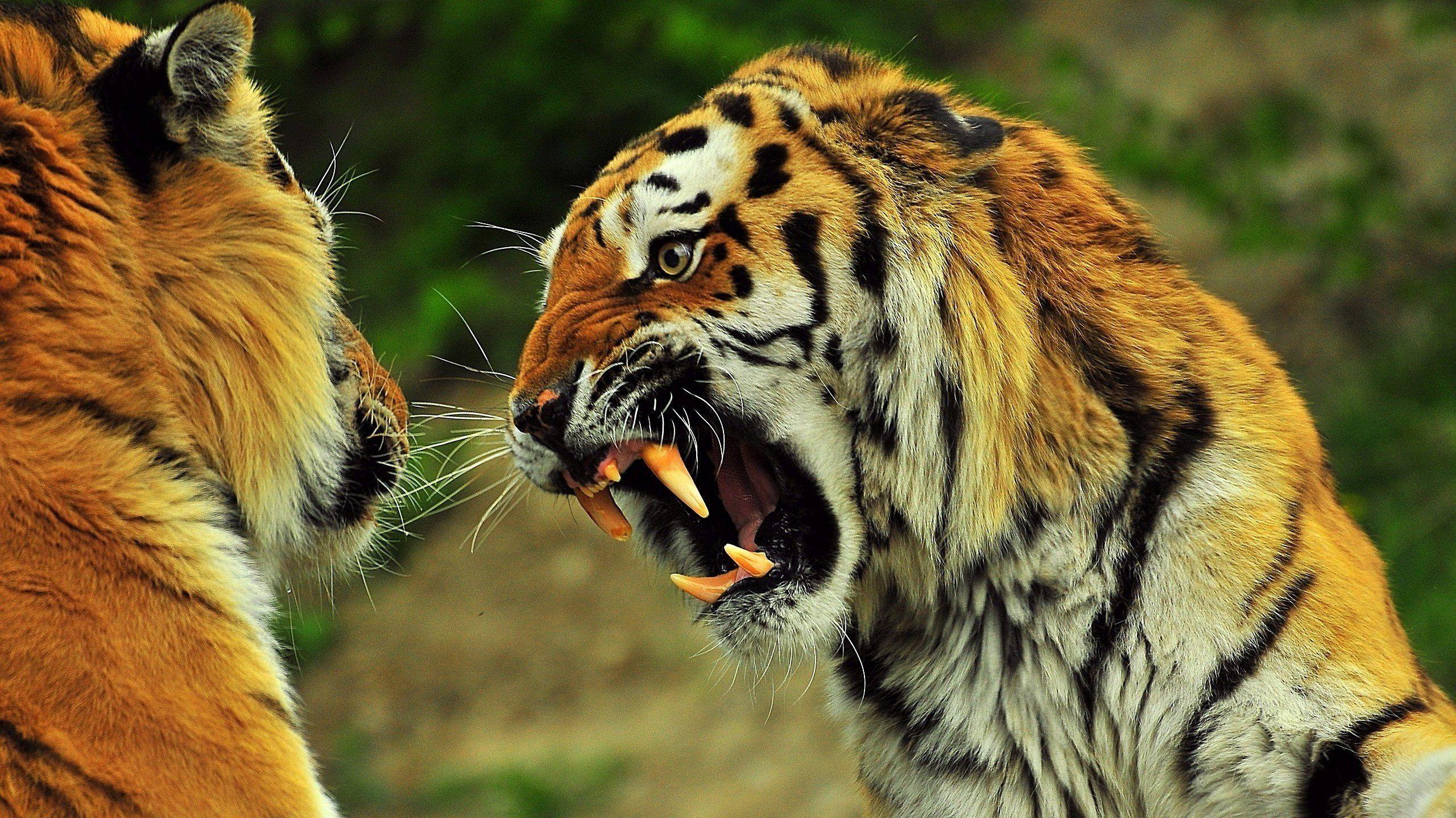 Angry Tiger 879623