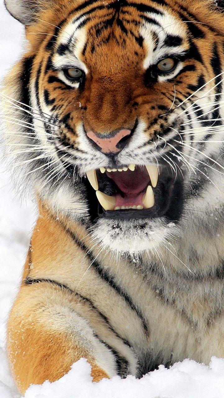 Angry tiger in the snow Galaxy S3 Wallpaper (720x1280)