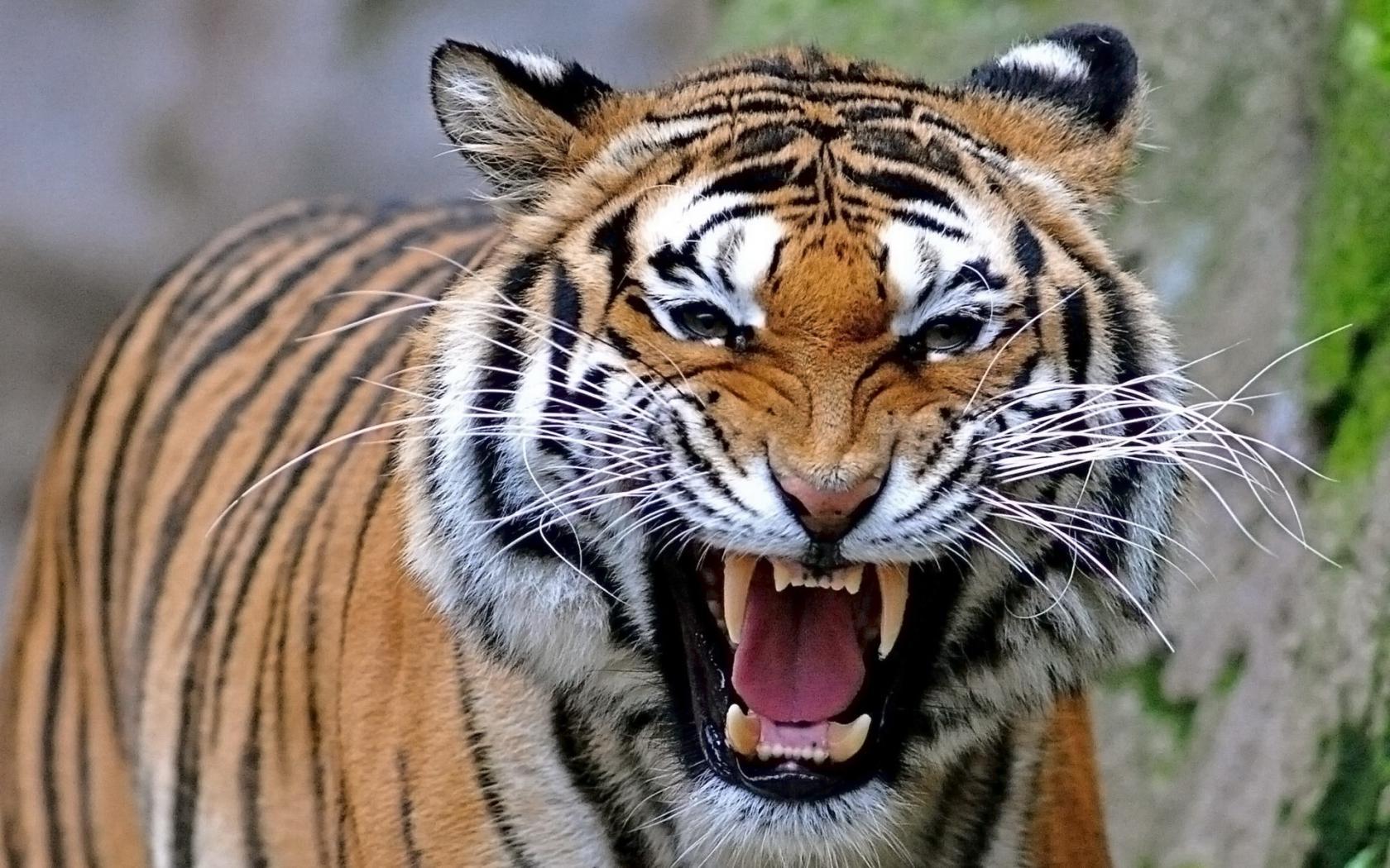 Angry tigers photo