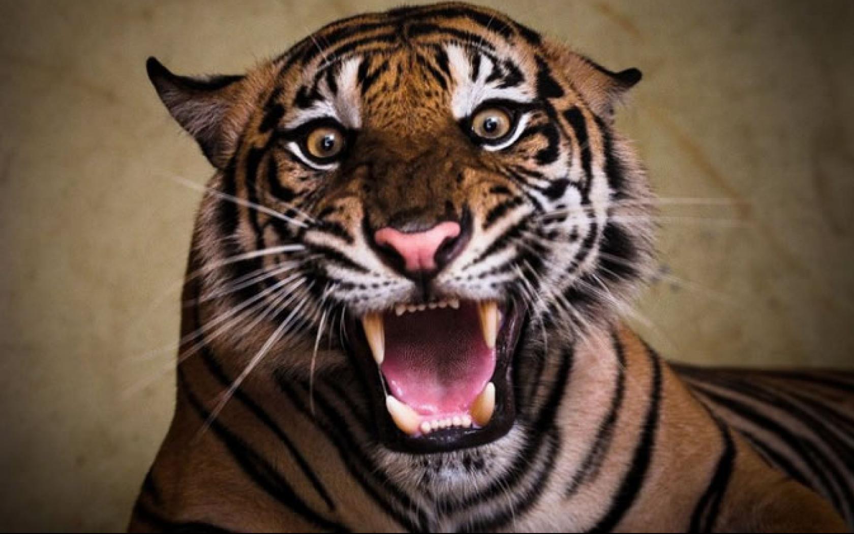 Angry Tigers Image Wallpaper