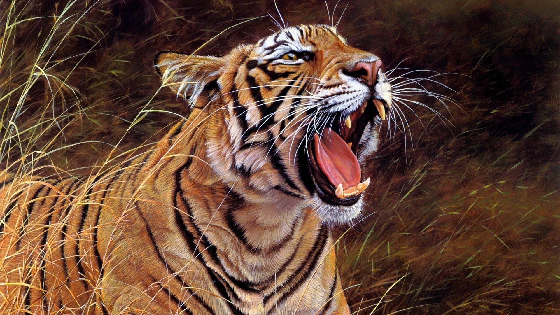 Download Wallpaper 1920x1080 tiger, big cat, teeth, striped, anger
