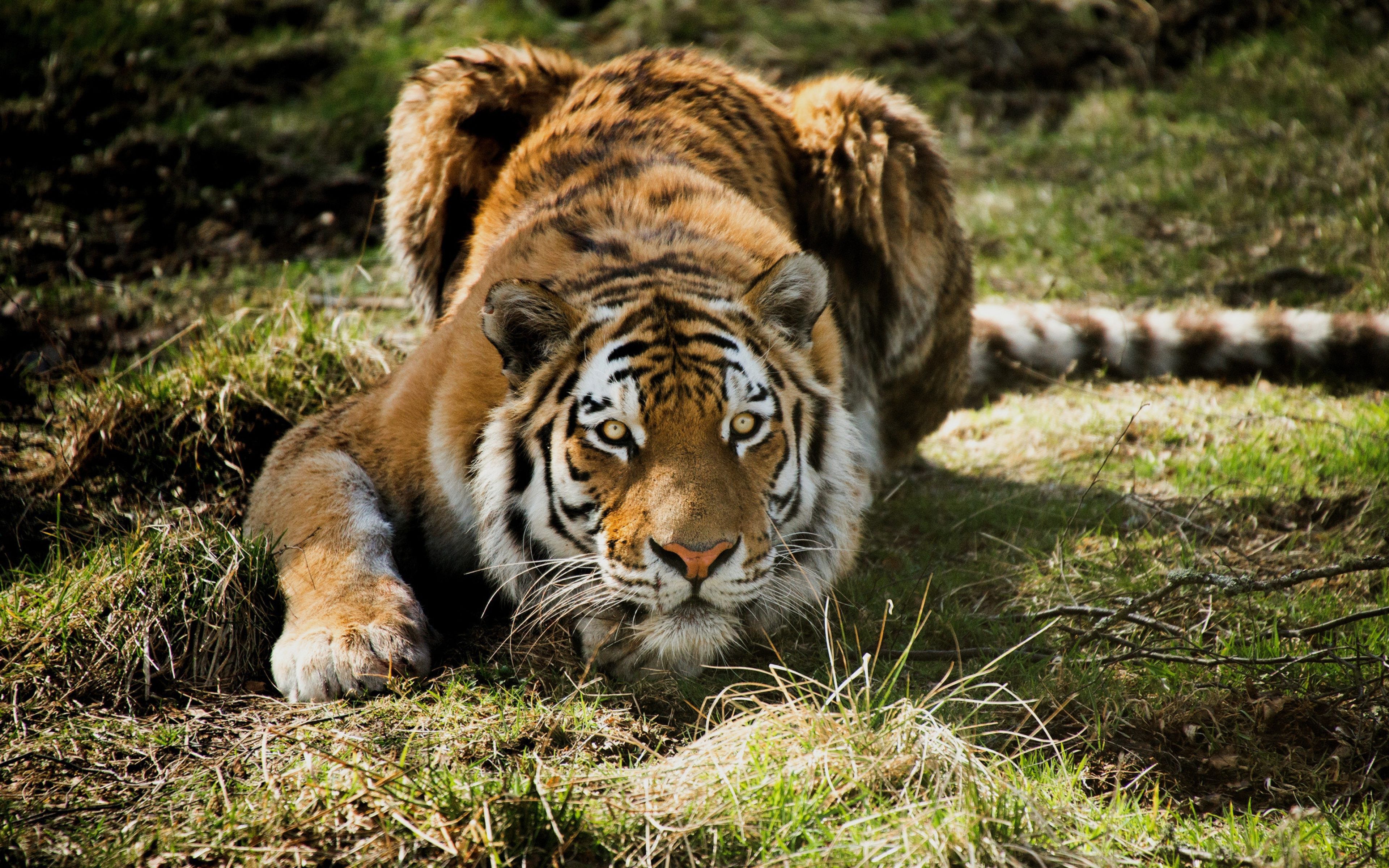 Download Angry Tiger Wallpaper for desktop, mobile phones