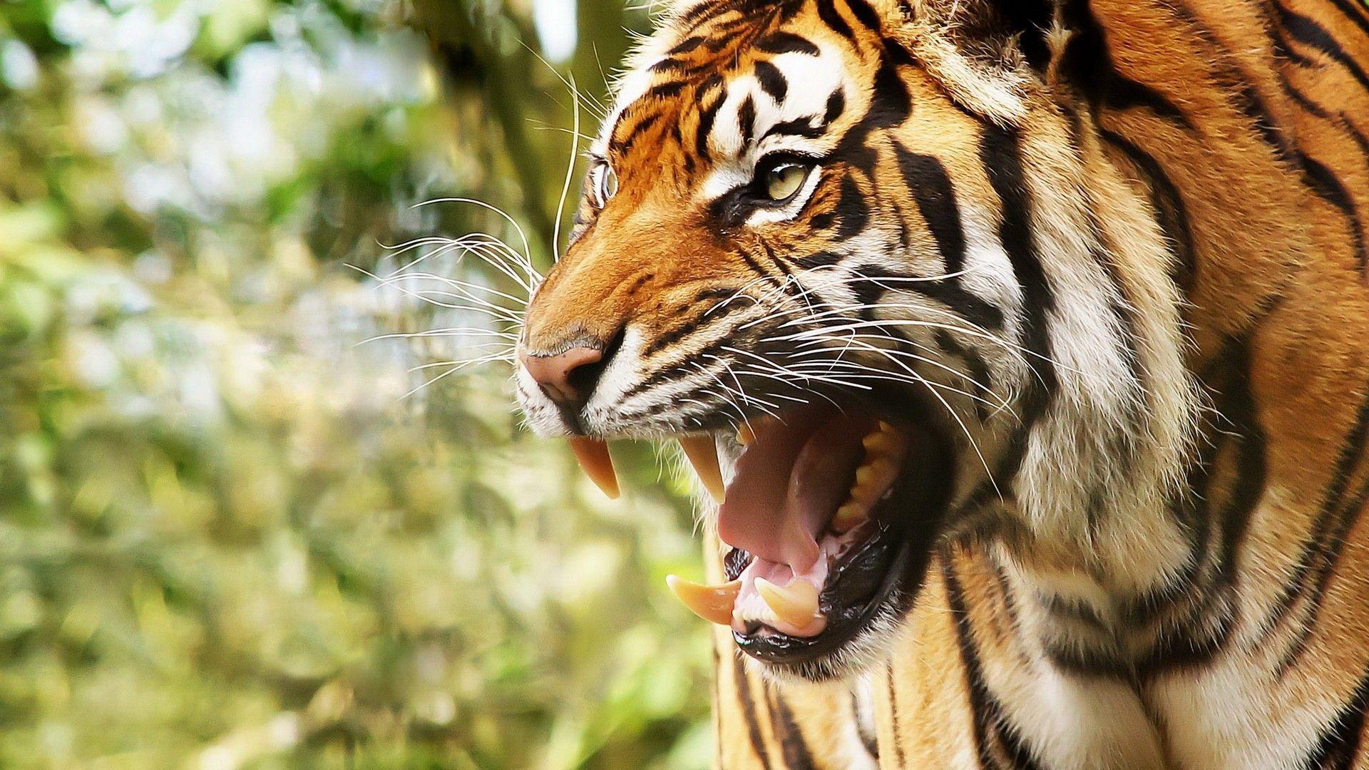 Angry Tiger HD. Art Ideas