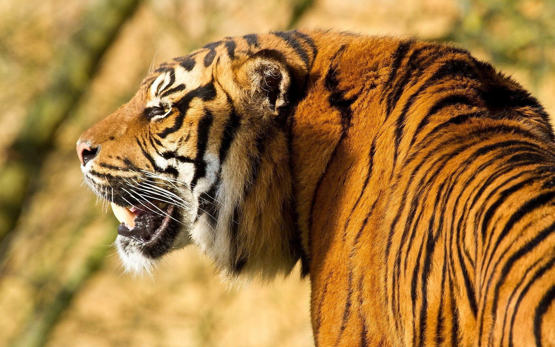 Big Elder Angry Tiger in Jungle HD Wallpaper Desktop Background