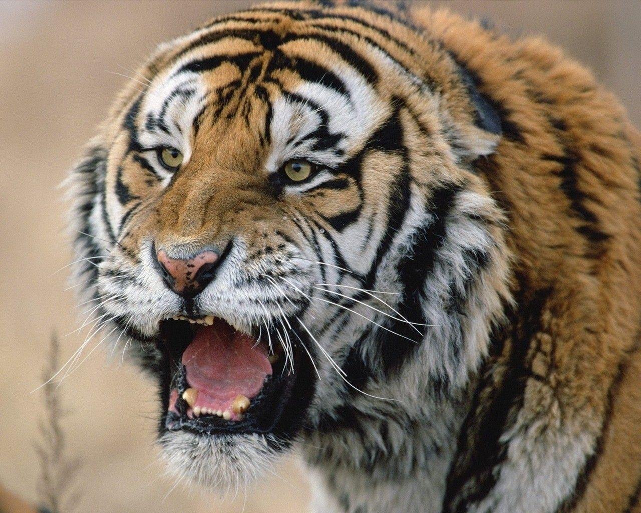 Angry Tiger