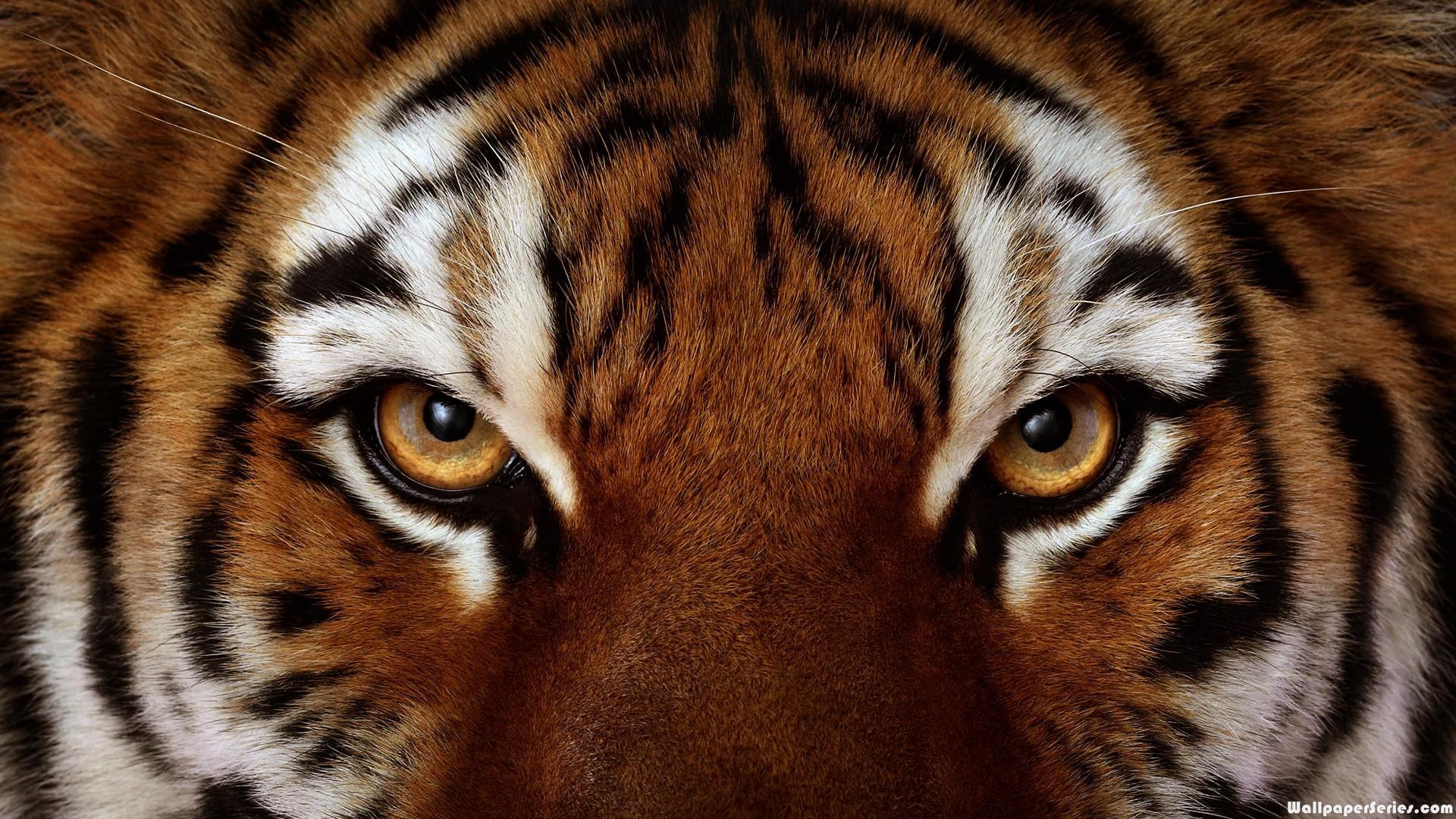 HD Angry Tiger Face Eyes Wallpaper