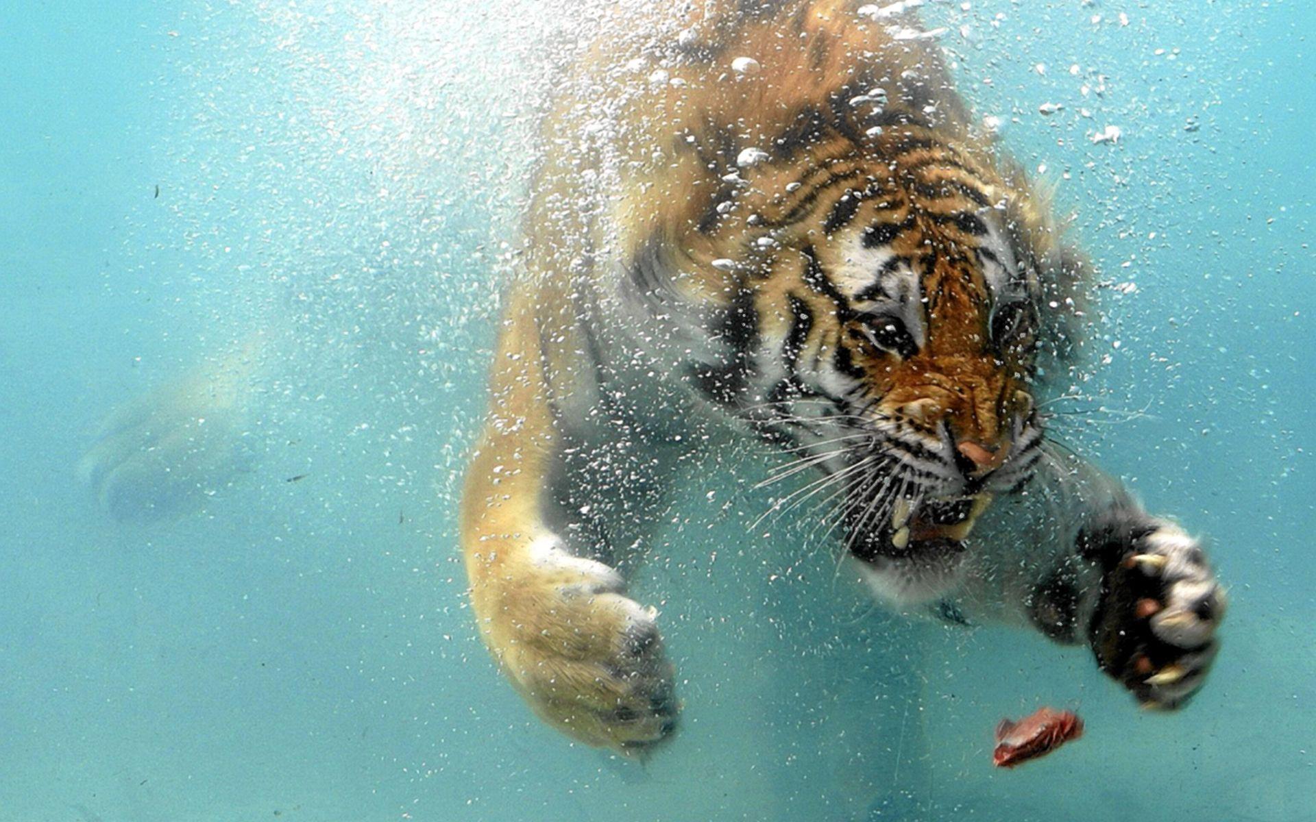 Angry Tiger Underwater Wallpaperx1200