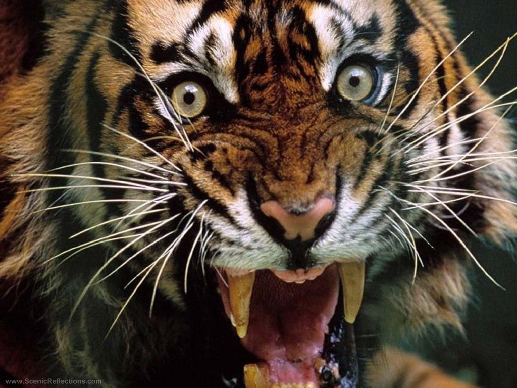 Ferocious Tiger wallpaper image. Yikes!! Check out this Fer