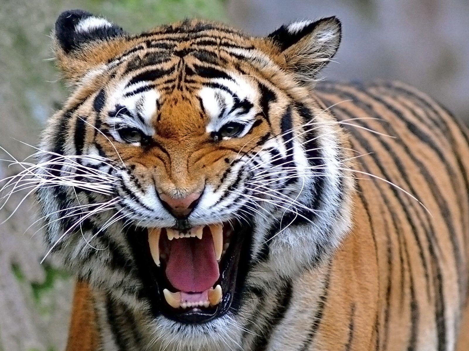 Tiger Wallpaper HD Download