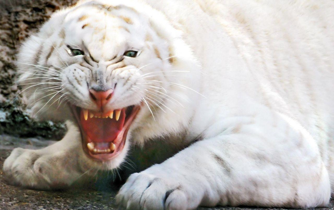 Angry white tiger wallpaper. Angry white tiger