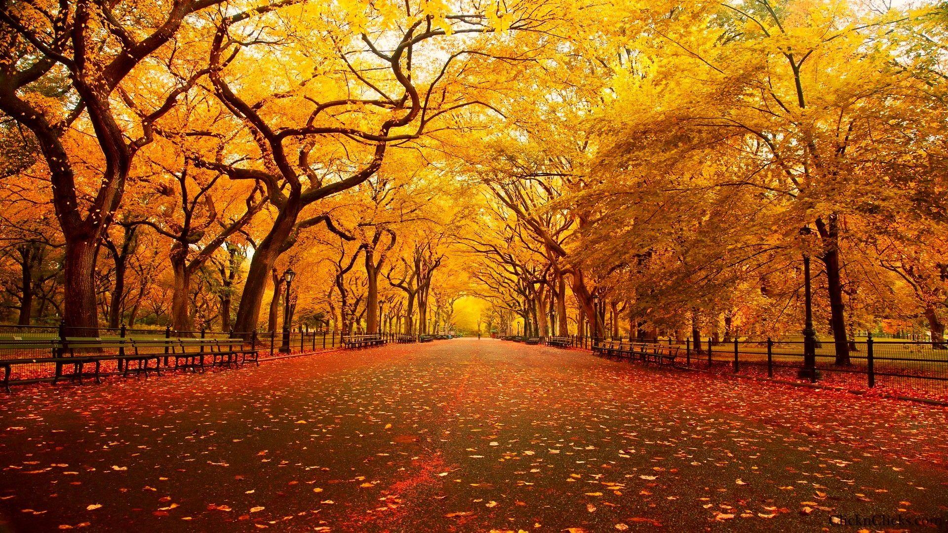 autumn screen wallpaper