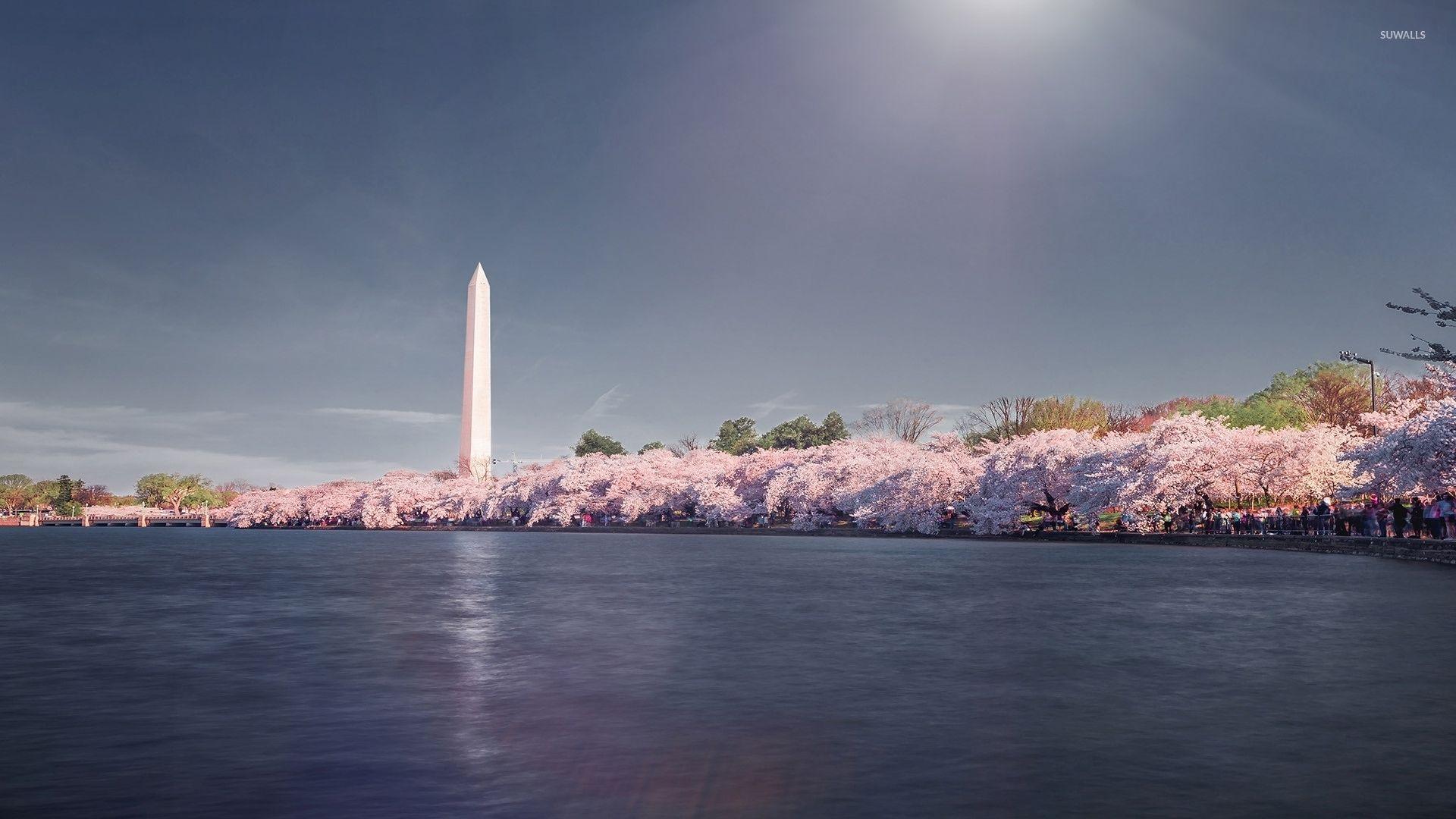 Cherry blossoms near Washington Monument wallpaper