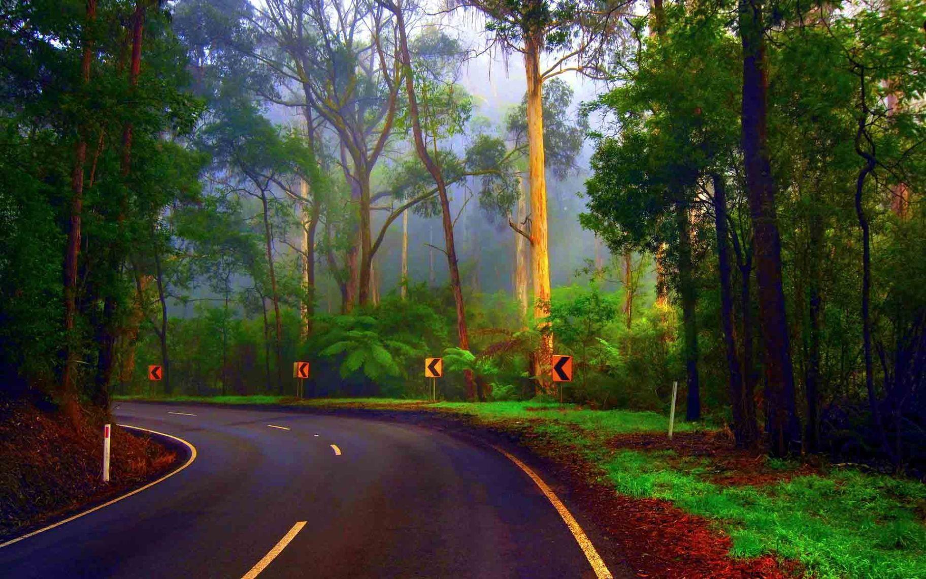 Monsoon season forest bridge beautiful nature HD wallpaper