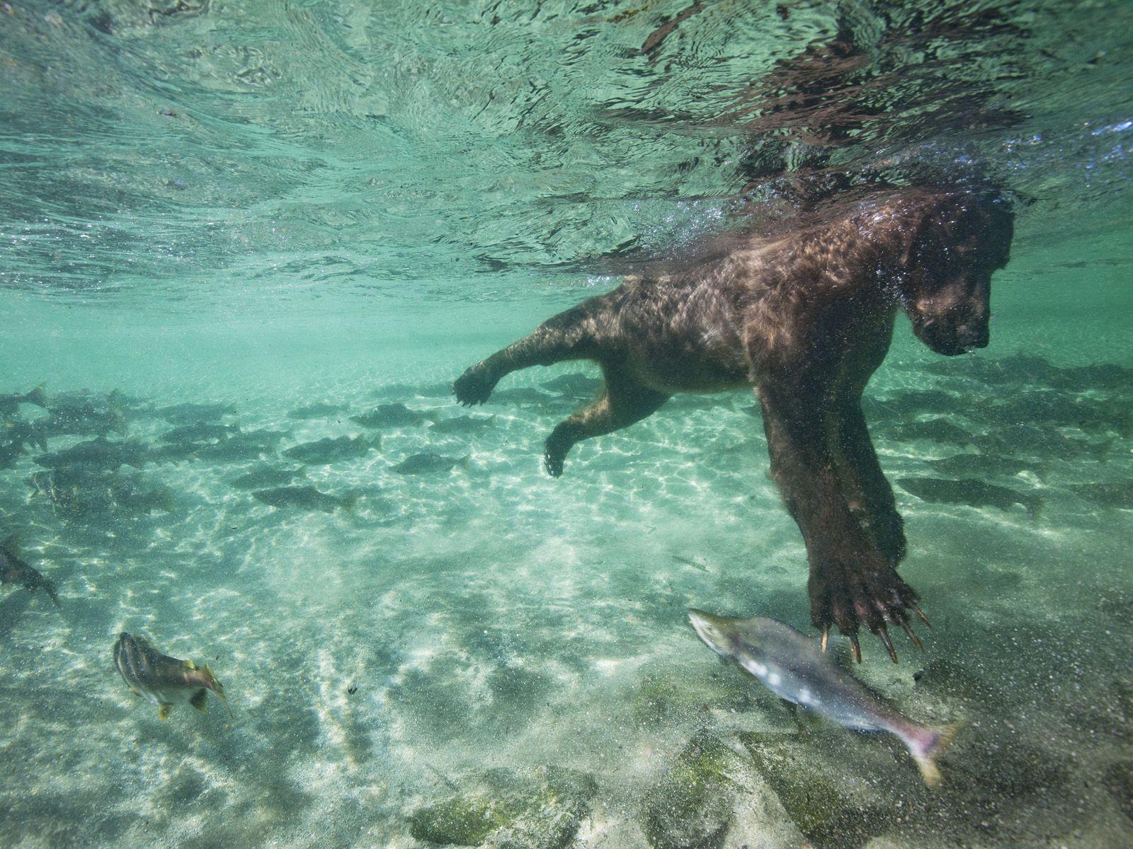 A Salmon's Eye View Of A Swimming Bear In Katmai National Park