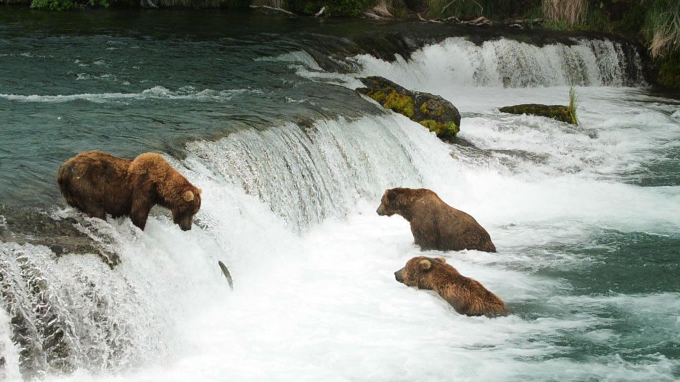 Alaskan brown bears wait for salmon at Brooks Falls in Katmai