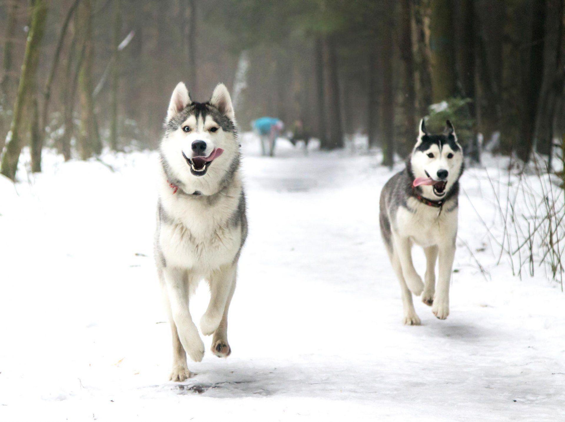 dogs husky laika winter snow park running english HD wallpaper. Siberian husky, Husky, Husky puppy