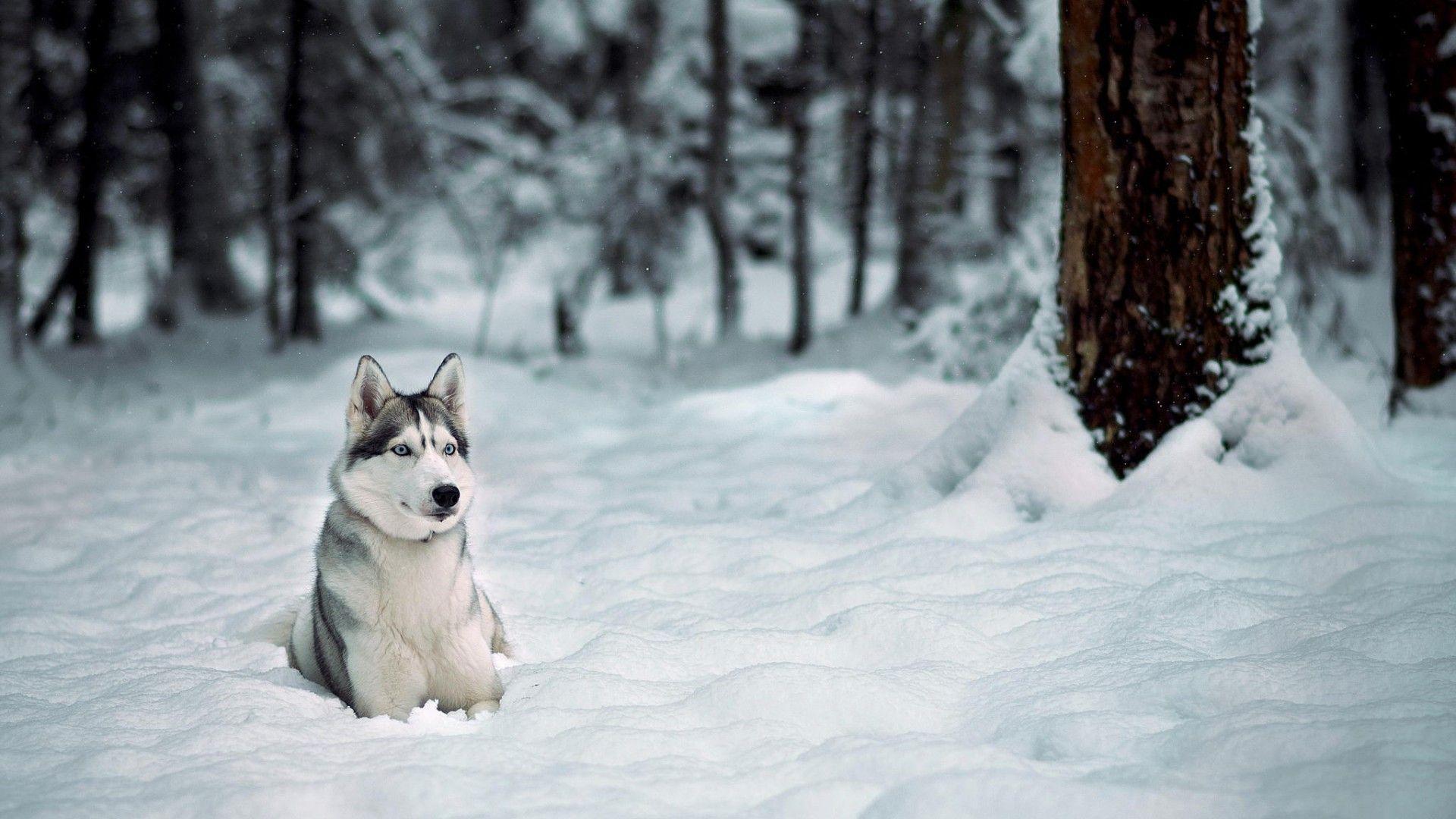 Husky Dog In Snow Forest Wallpaper