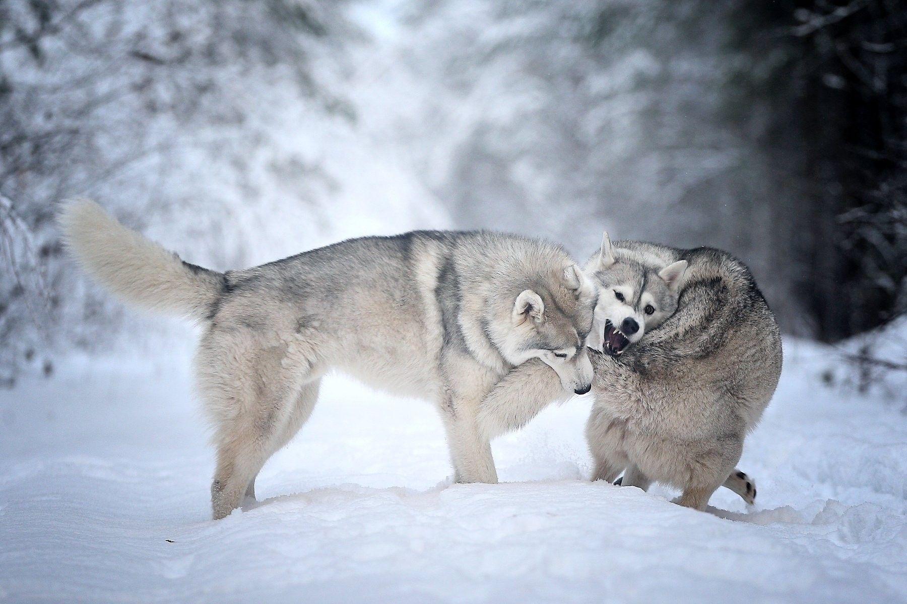 Dogs: Husky Forest Dogs Winter Snow Golden Retriever Dog Wallpaper