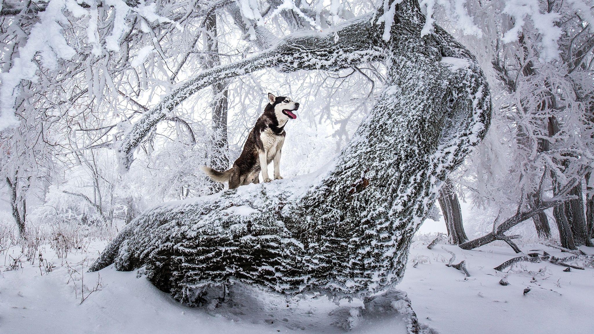 Wallpaper Husky Dogs Nature Winter Snow Trunk tree 2048x1152