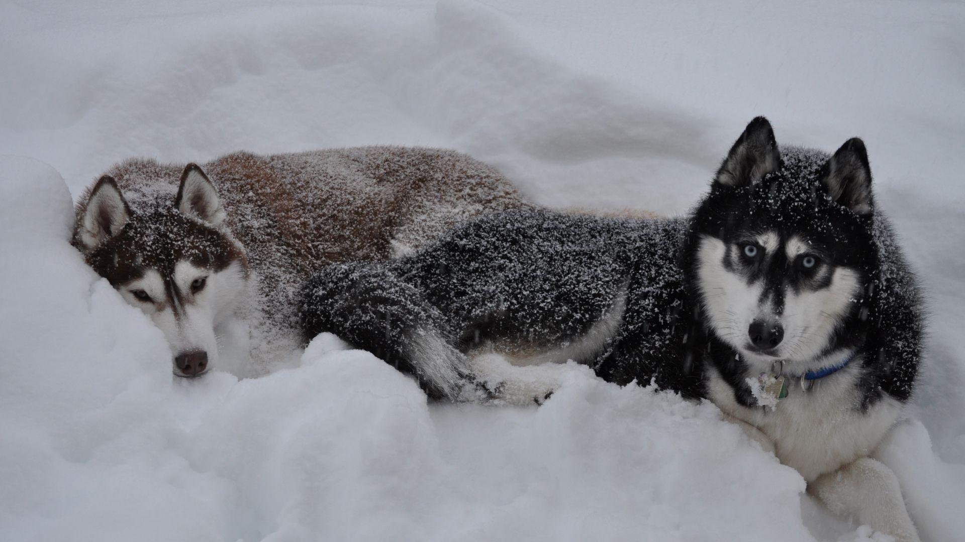 Download Wallpaper 1920x1080 husky, dogs, snow, down, couple