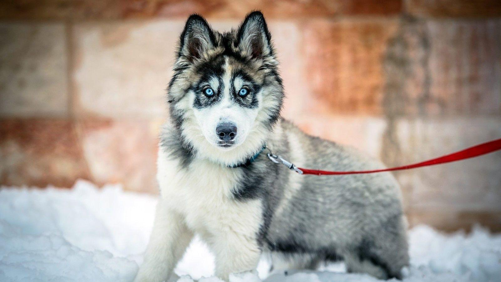 Winter: Siberian Husky Winter Dog Dogs Snow Nature Desktop Photo