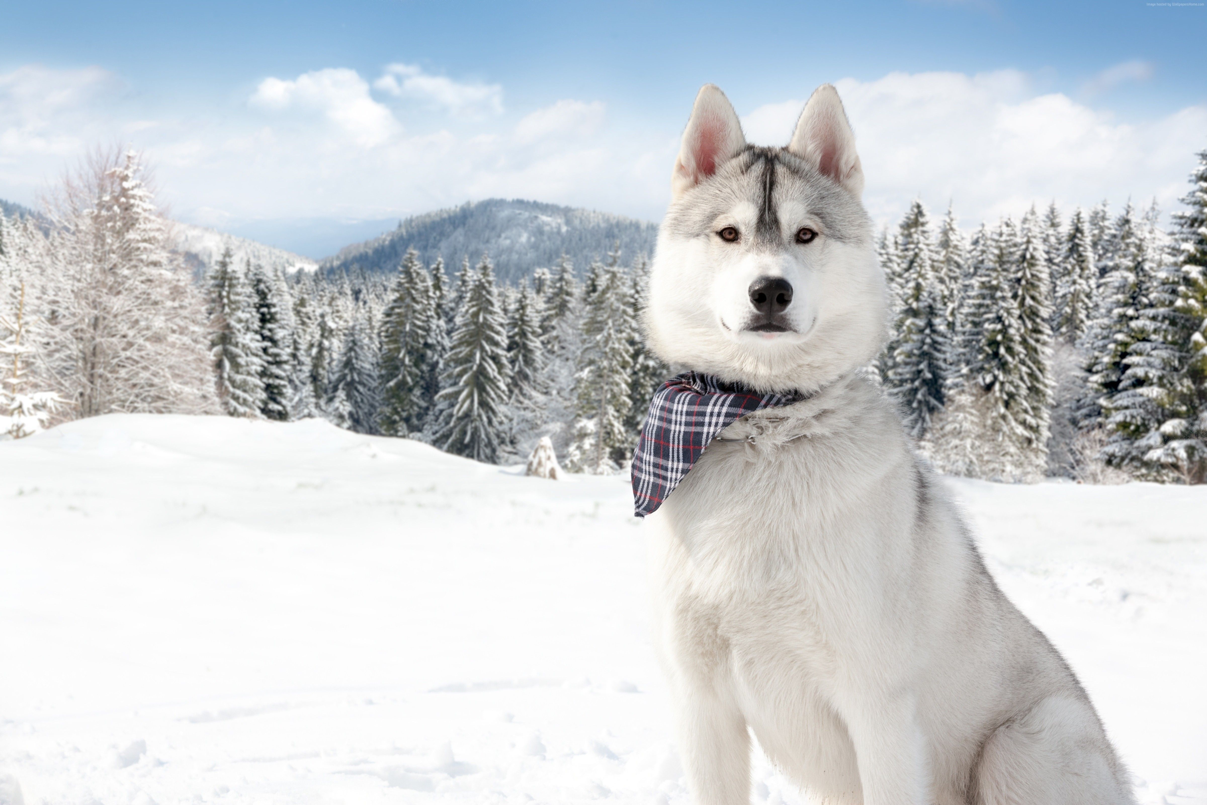 Wallpaper Huskies, Dog, puppy, snow, forest, winter, white, animal