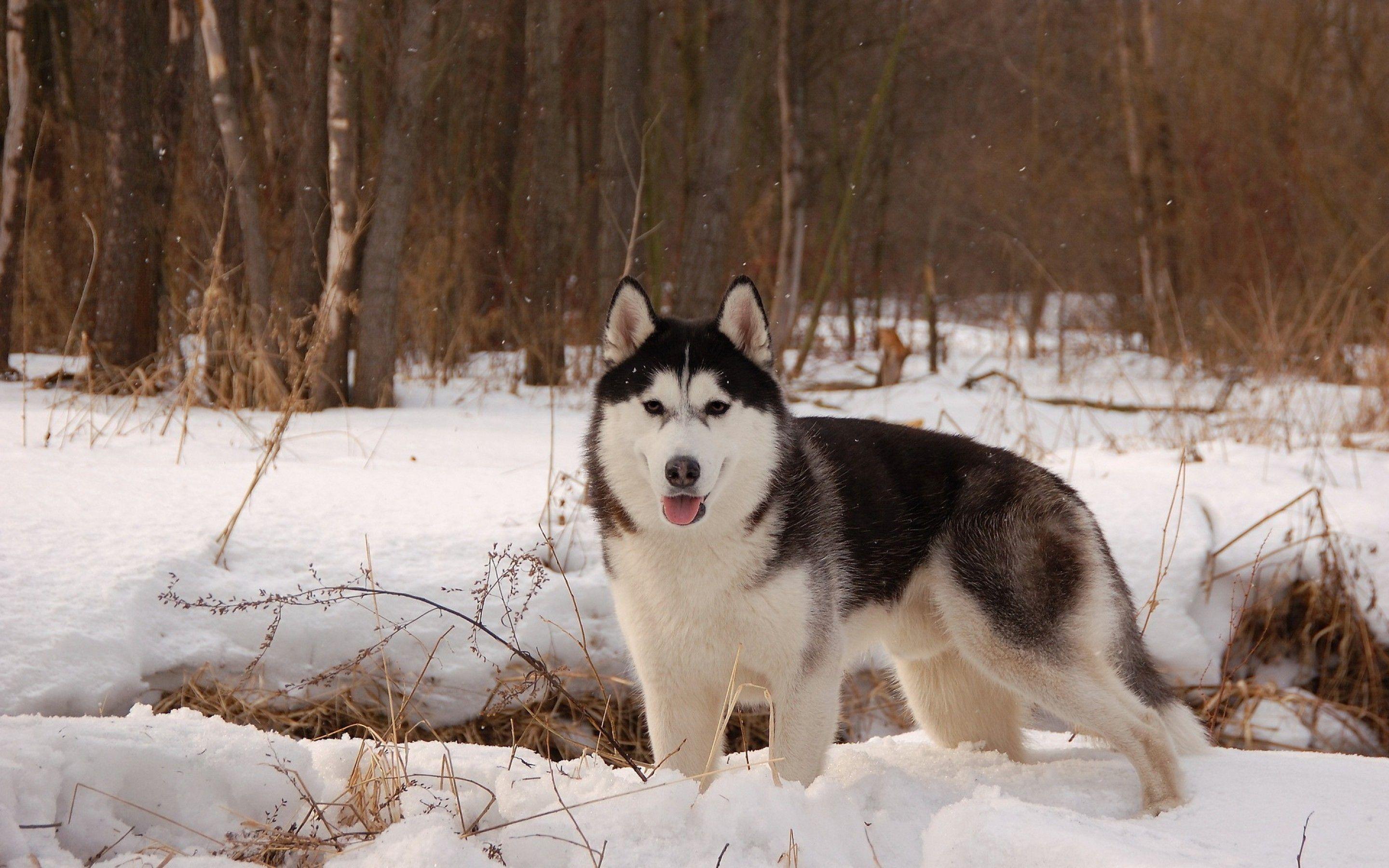 Husky in the snow HD Wallpaper