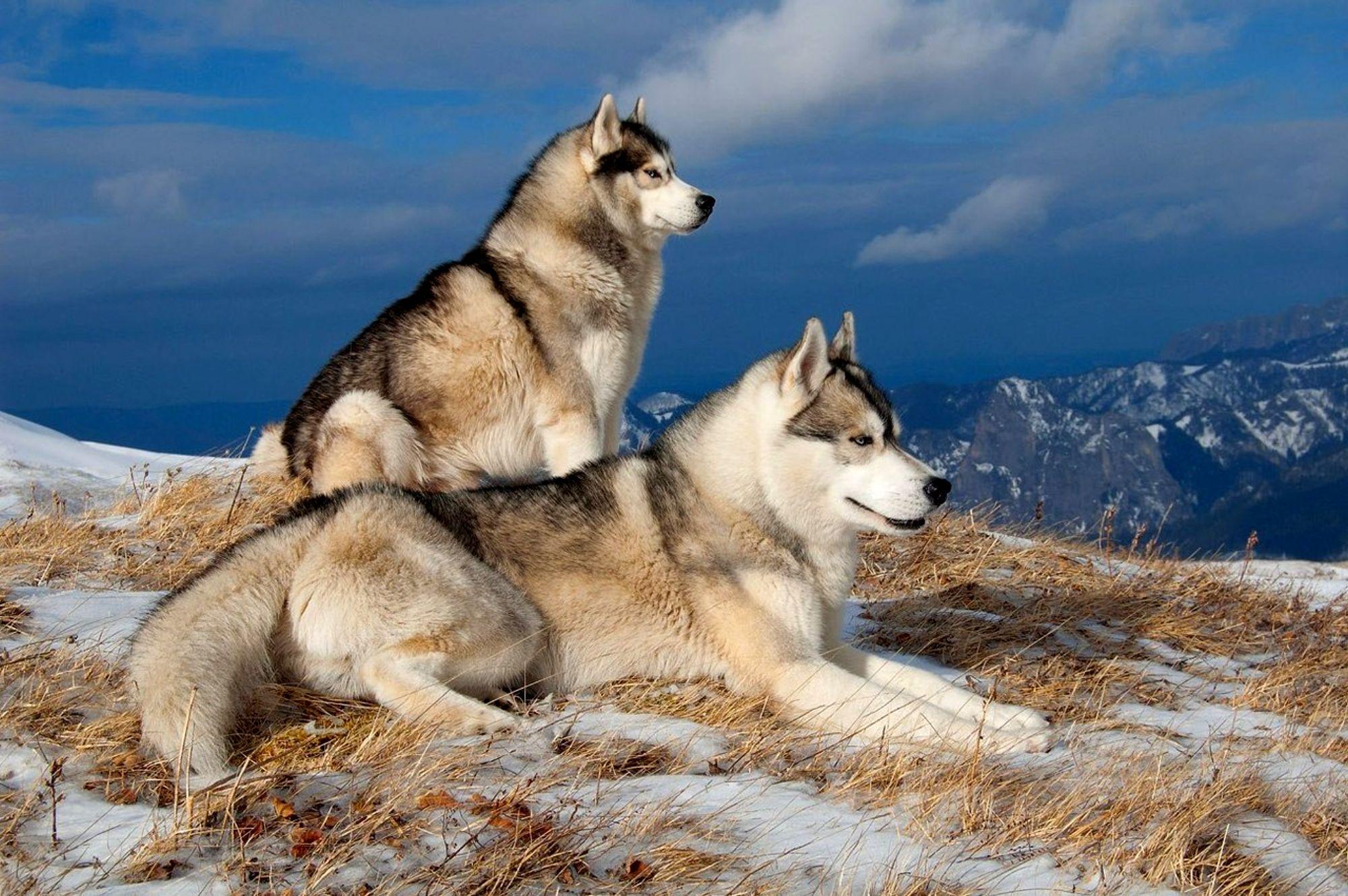 Siberian Husky HD Wallpaper and Background