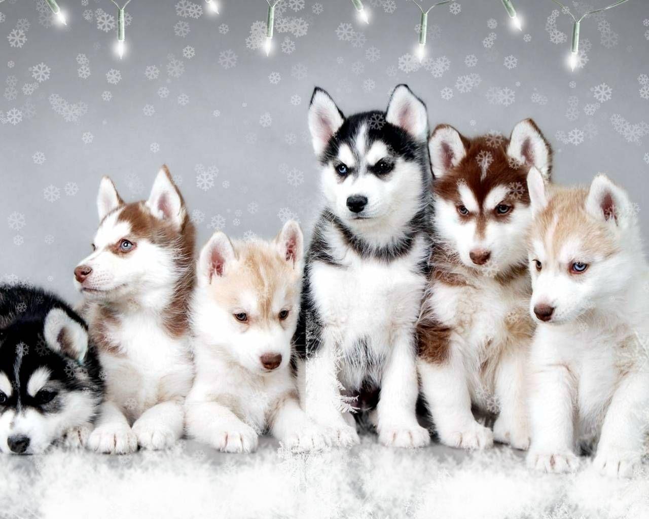 Cute Newborn Husky Puppies. Snow Dogs, Cute snow Huskies. cute