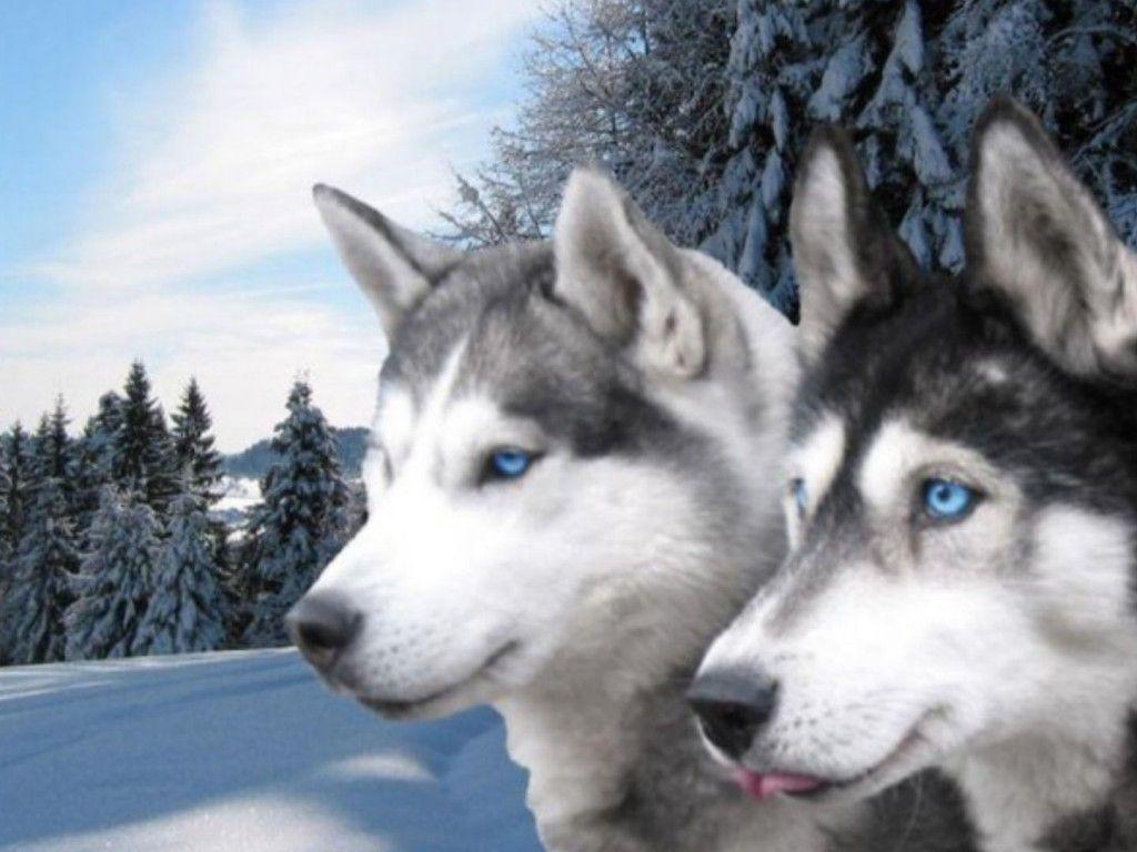 Beautiful Siberian Huskies Beautiful Black And White Blue Eyes