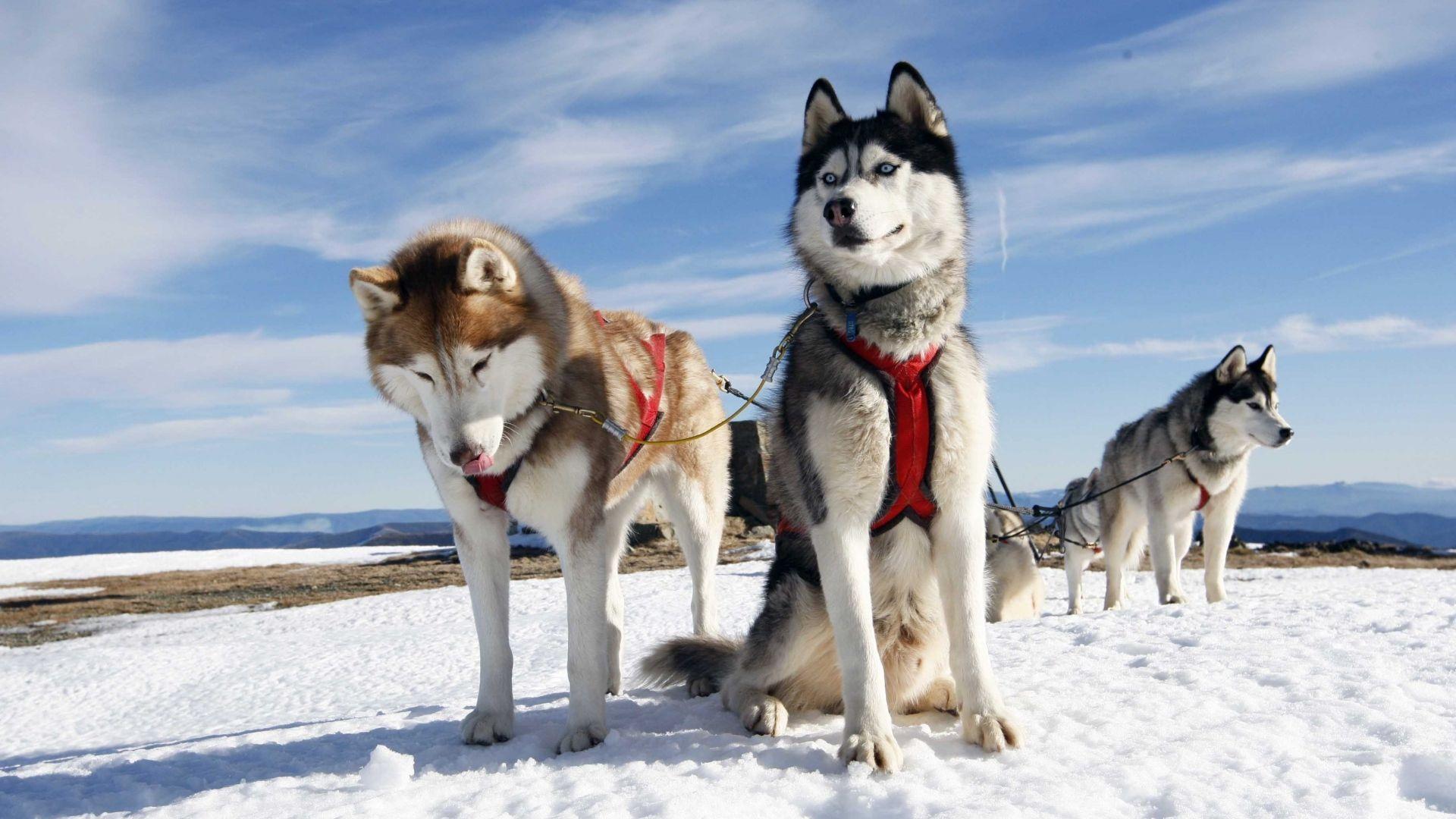 Wallpaper husky, couple, dogs, snow, alaska. Dieren 01