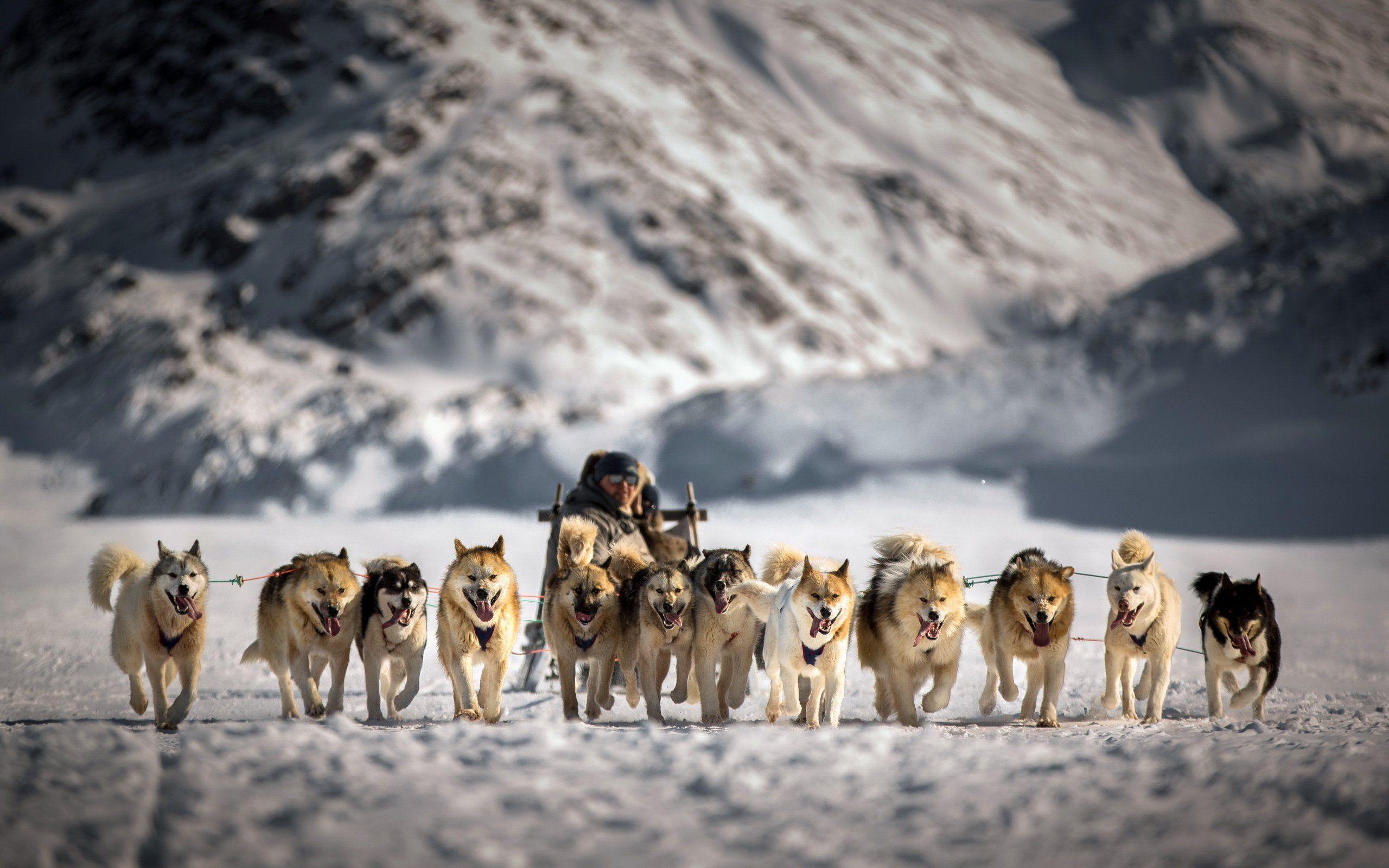 Sled Snow Dogs Wallpaper HD 1080p. Dogs. Dog
