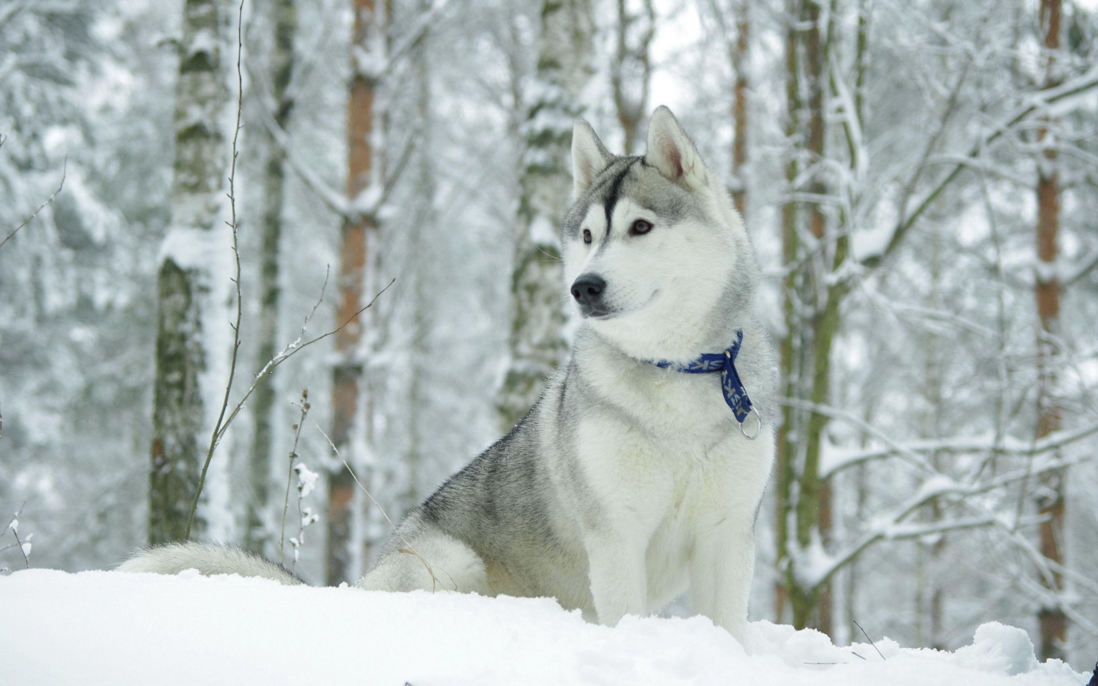 Download Wallpaper 3840x2400 Husky, Dog, Collar, Snow, Hunting