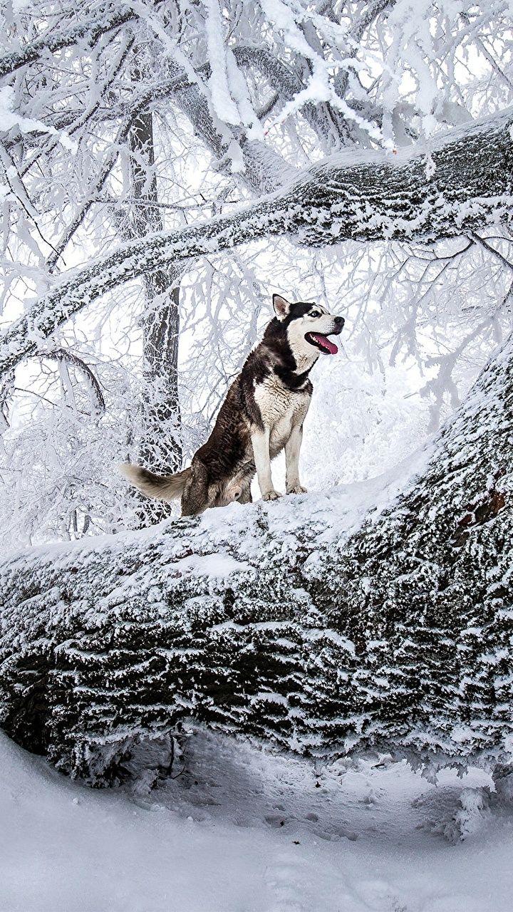 Husky Dogs Nature Winter Snow Trunk tree Animals 720x1280