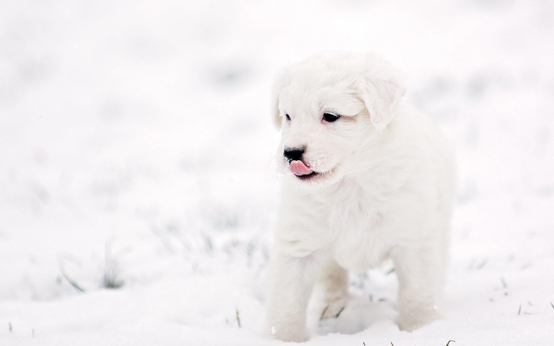 HD Puppy Dog Background Winter 1080p Wallpaper