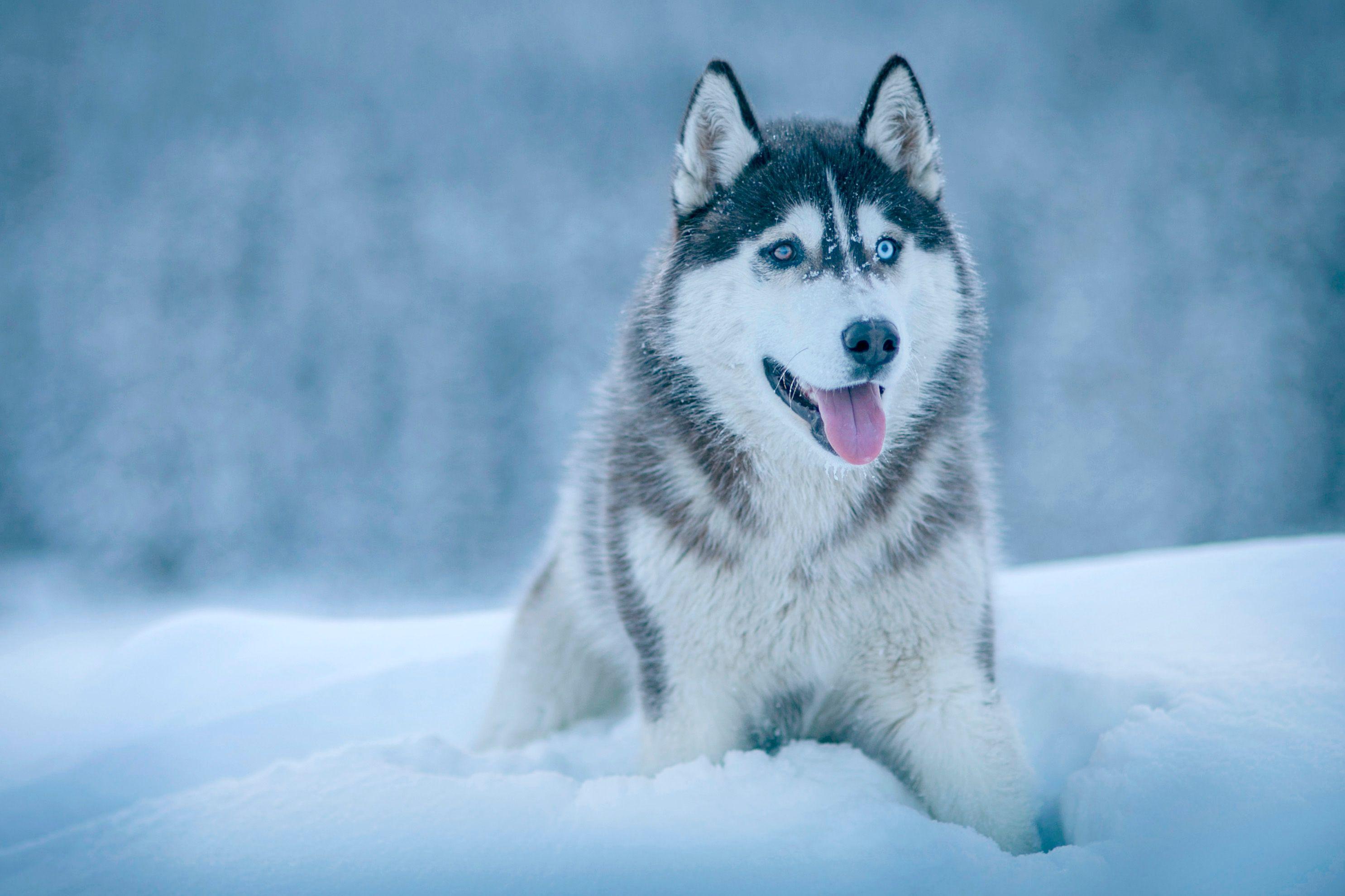 Wallpaper, snow, winter, wolf, Siberian Husky, Alaskan Malamute