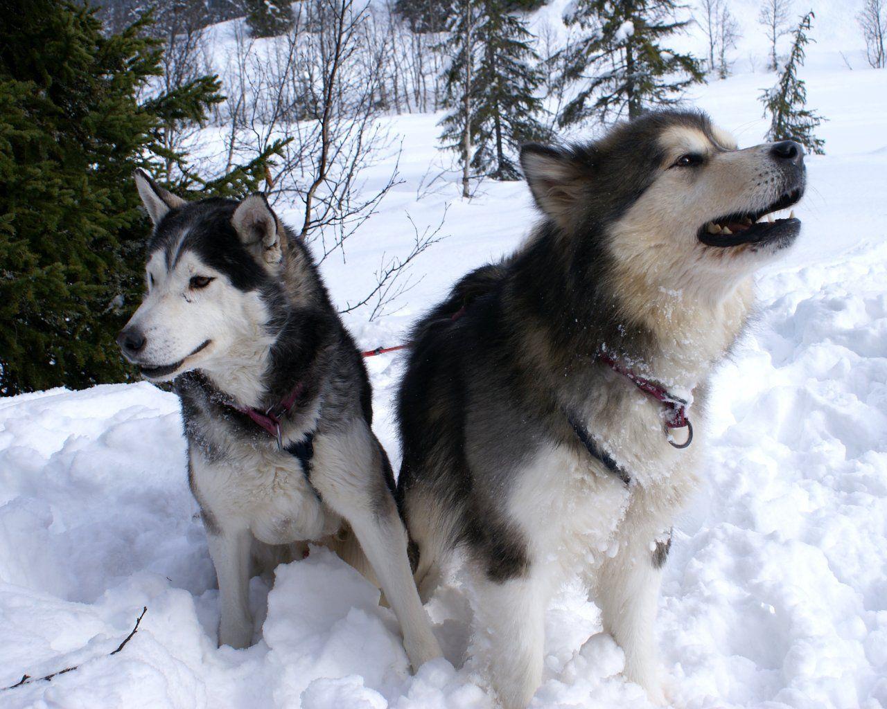 Siberian Husky dogs in the snow photo and wallpaper. Beautiful