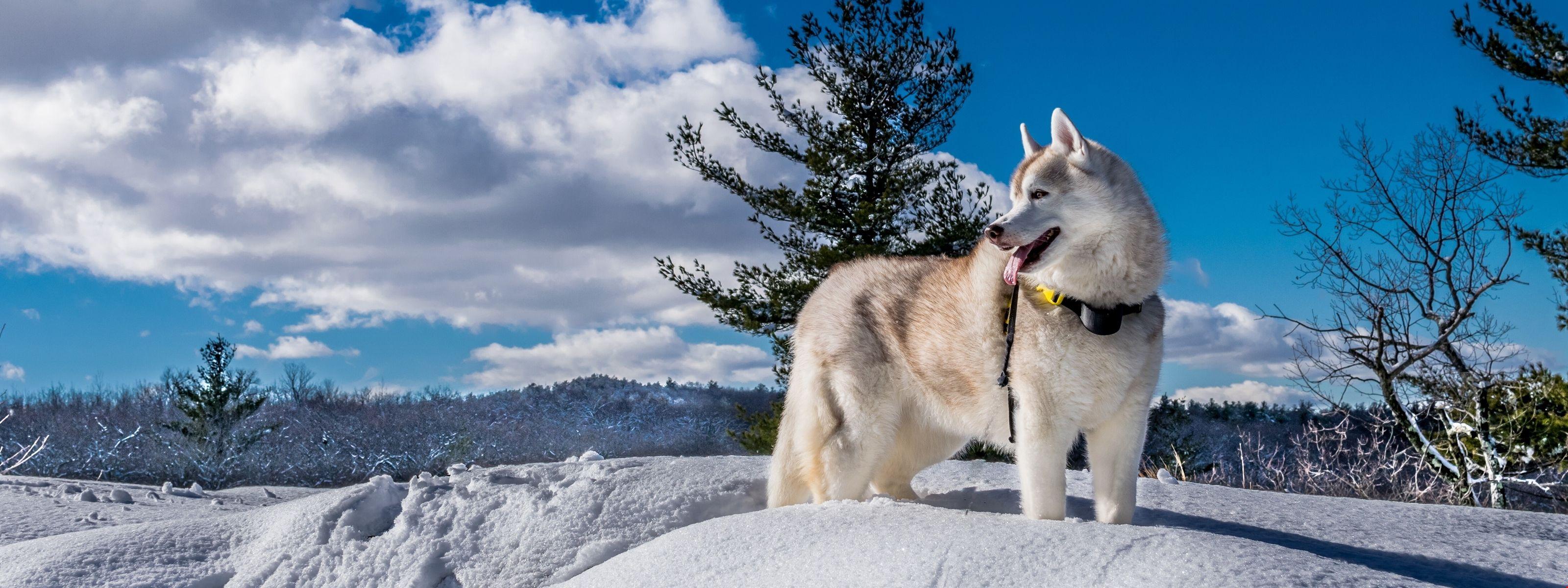 dog, husky, cute animals, snow, winter, 5k Background