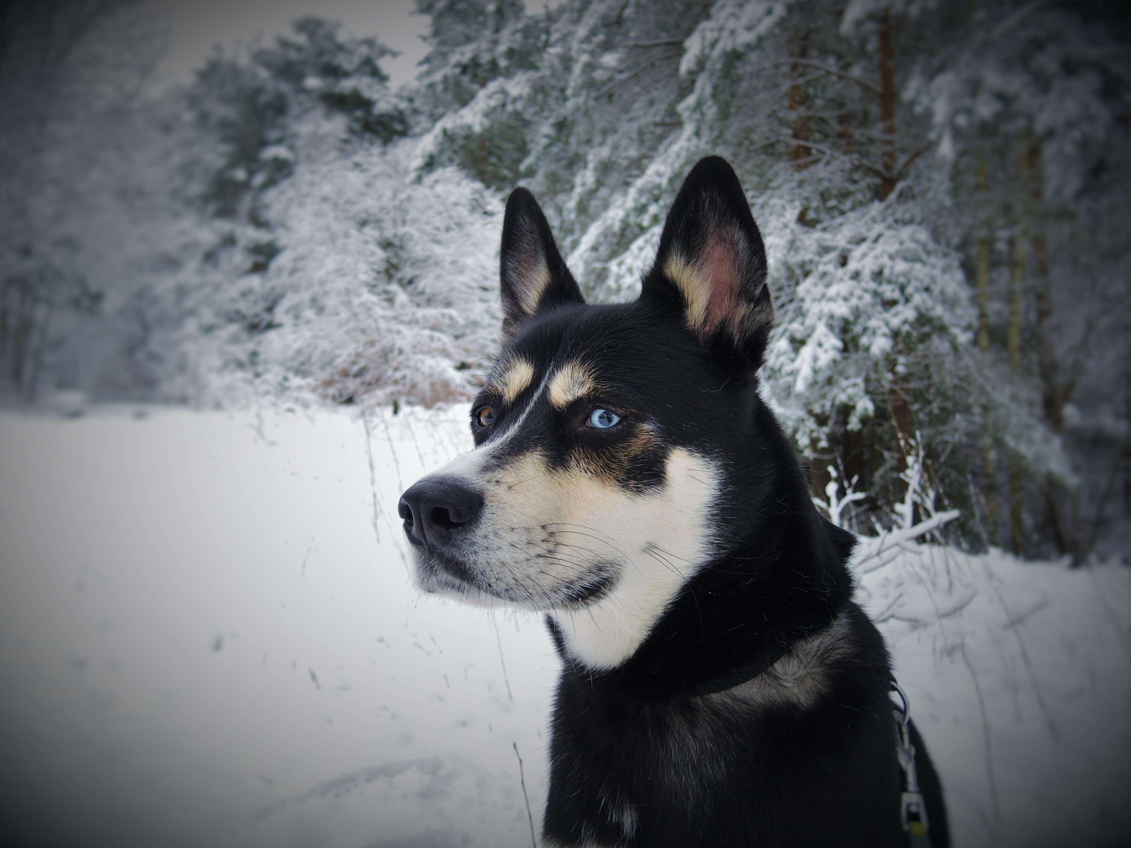 animal, canine, cold, dog, outdoors, pet, siberian husky, snow