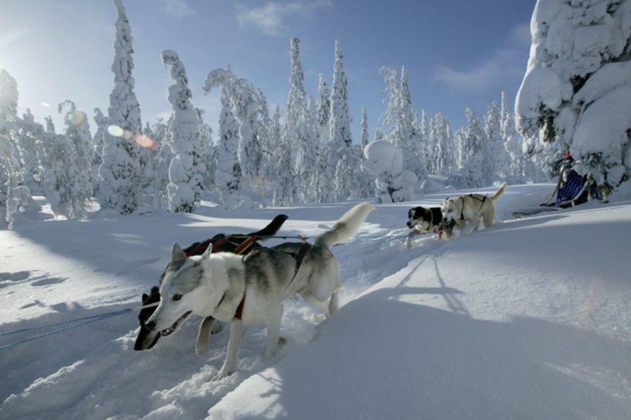 Winter: Snow Dogs Prietenosi Canii Frumosi Husky Desktop Wallpaper