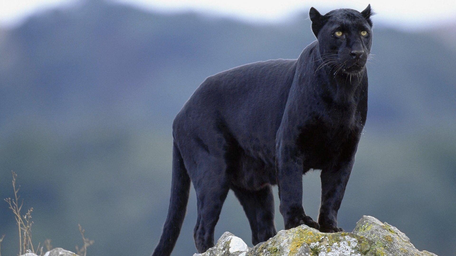 Black Panther Animal Wallpapers - Wallpaper Cave