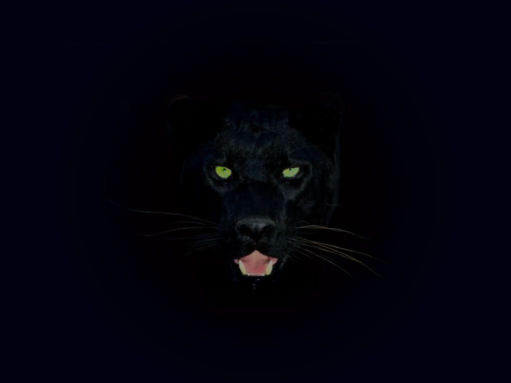 Black panther predator panther on a black background wild animals wild  cats HD wallpaper  Peakpx