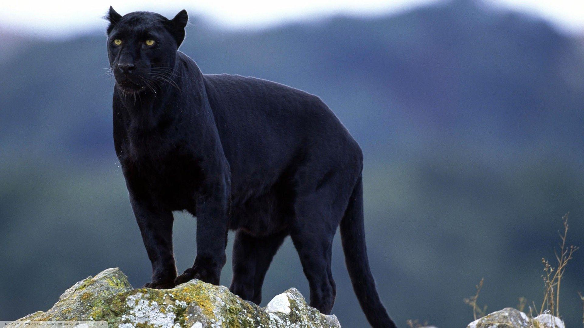 Wallpaper, animals, nature, wildlife, big cats, Black Panther