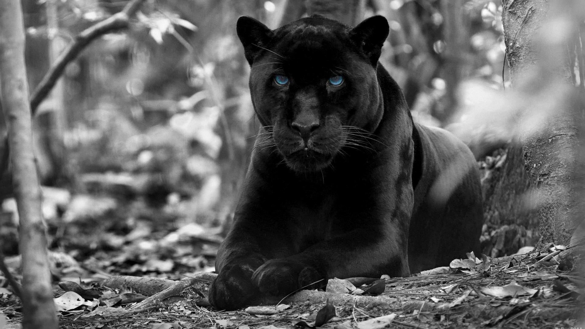 Black Panther With Blue Eyes Photography Wallpaper