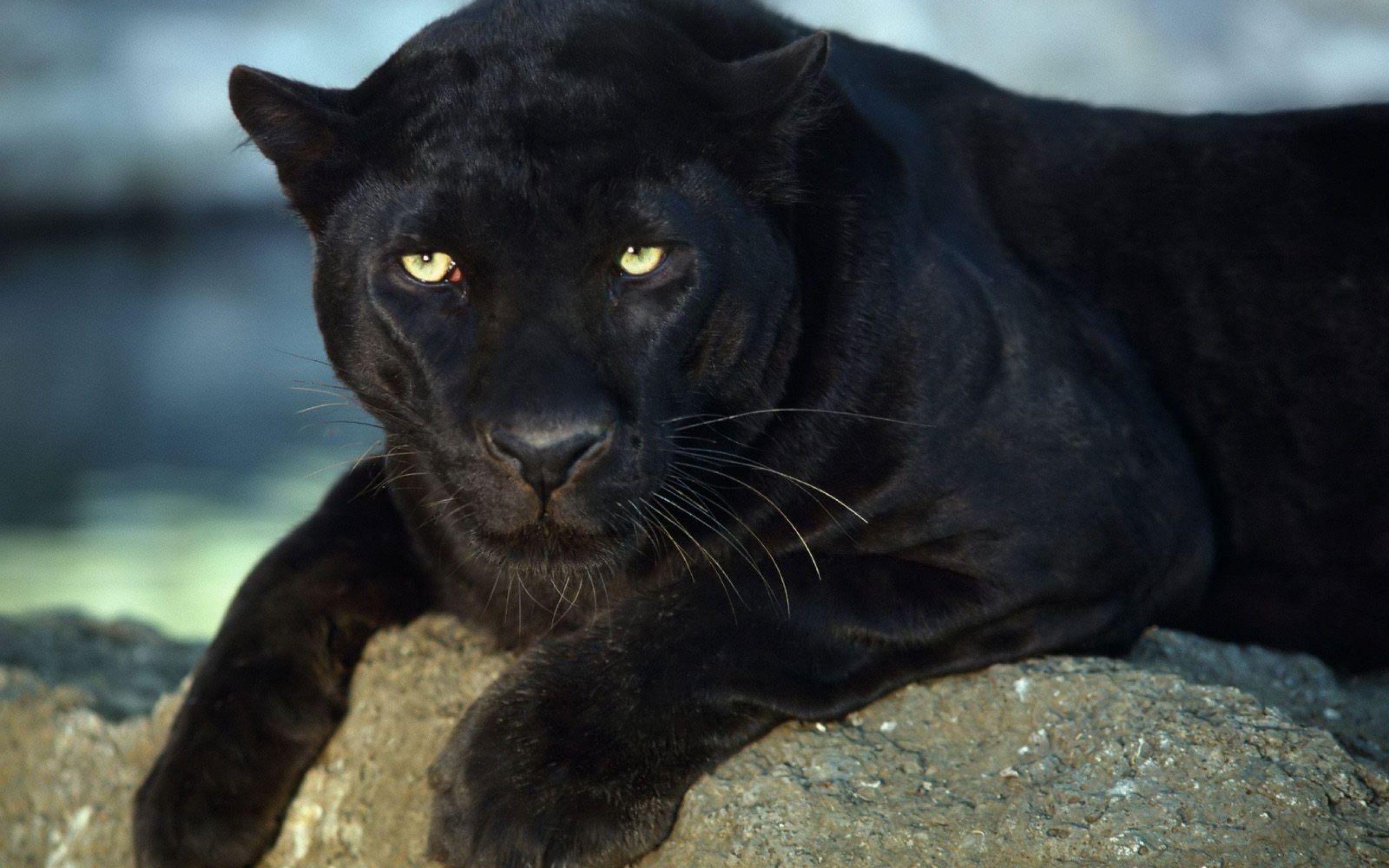 Black Panther. Homepage Leopard Black Panther Black