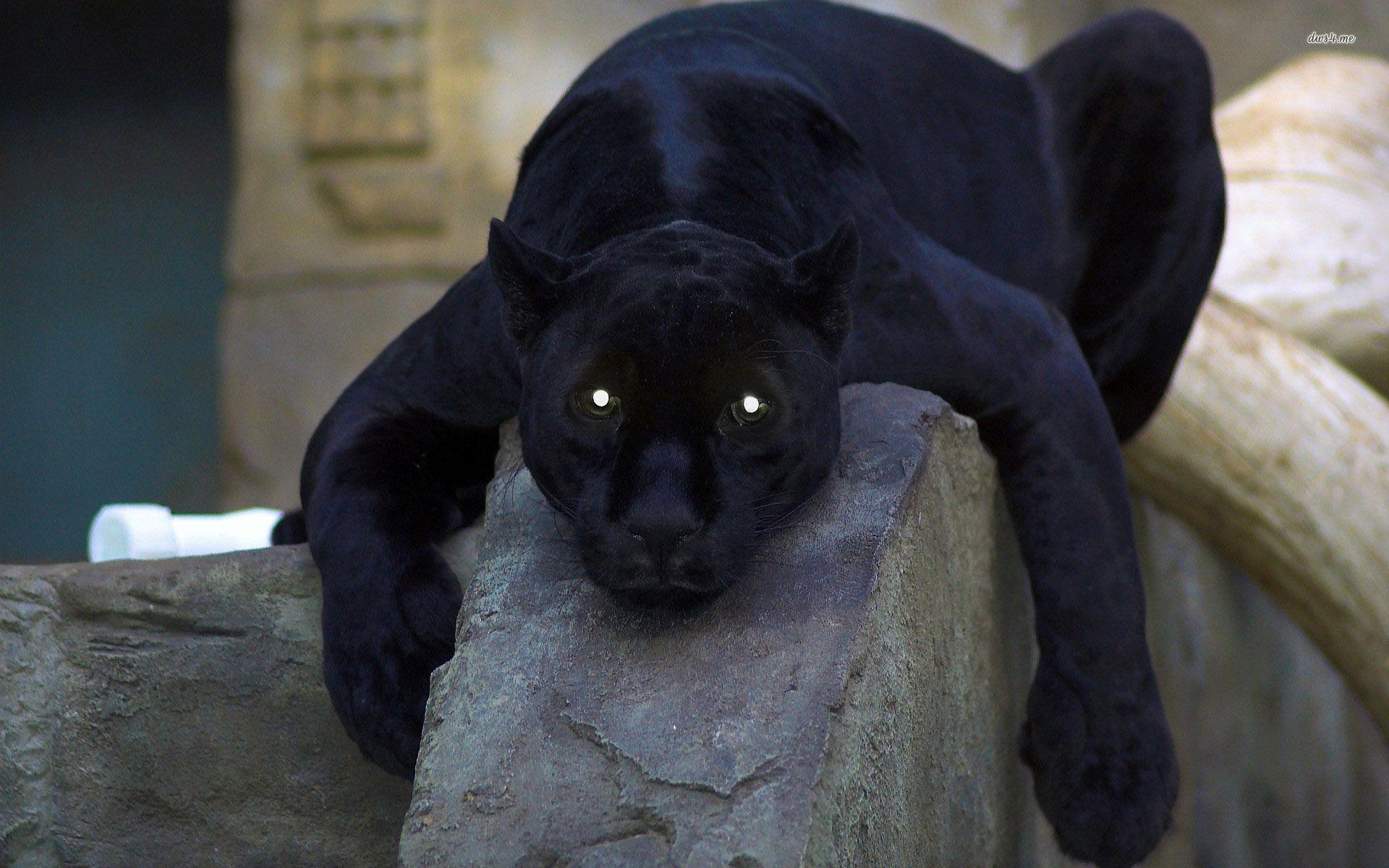 Black Panther Animal Wallpapers Wallpaper Cave Black Panther Animal Wallpapers Wallpaper Cave